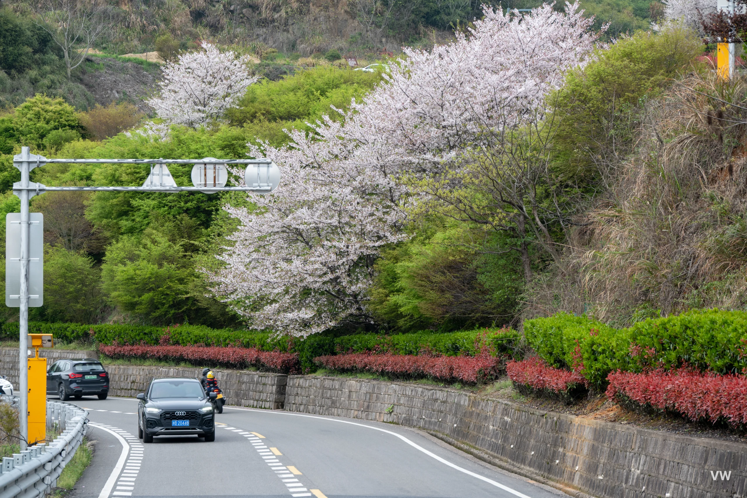 公路樱花