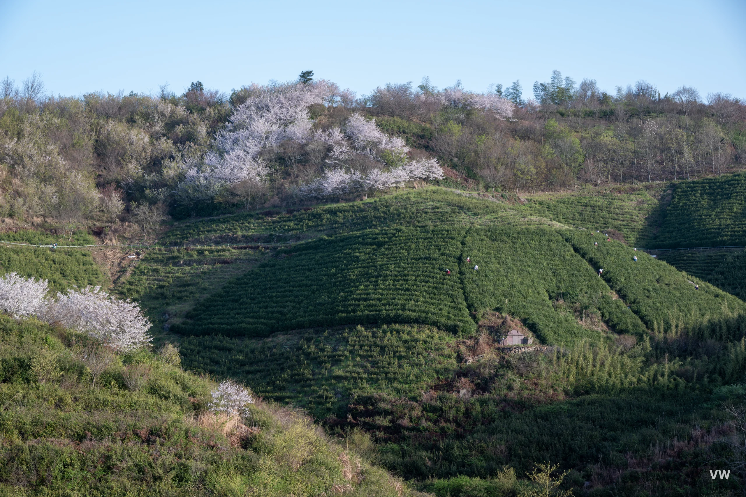早晨采茶的农夫