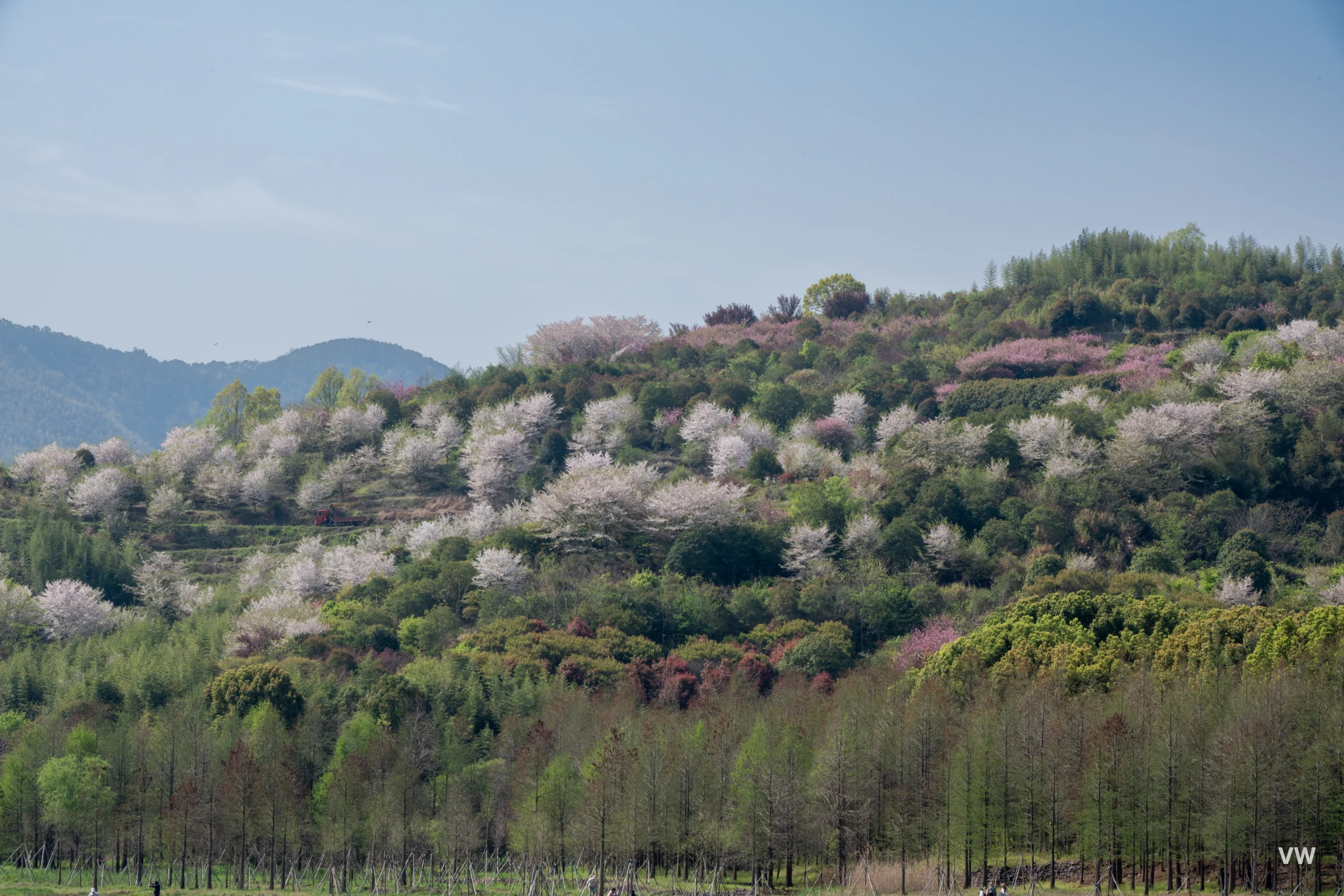 草地与樱花