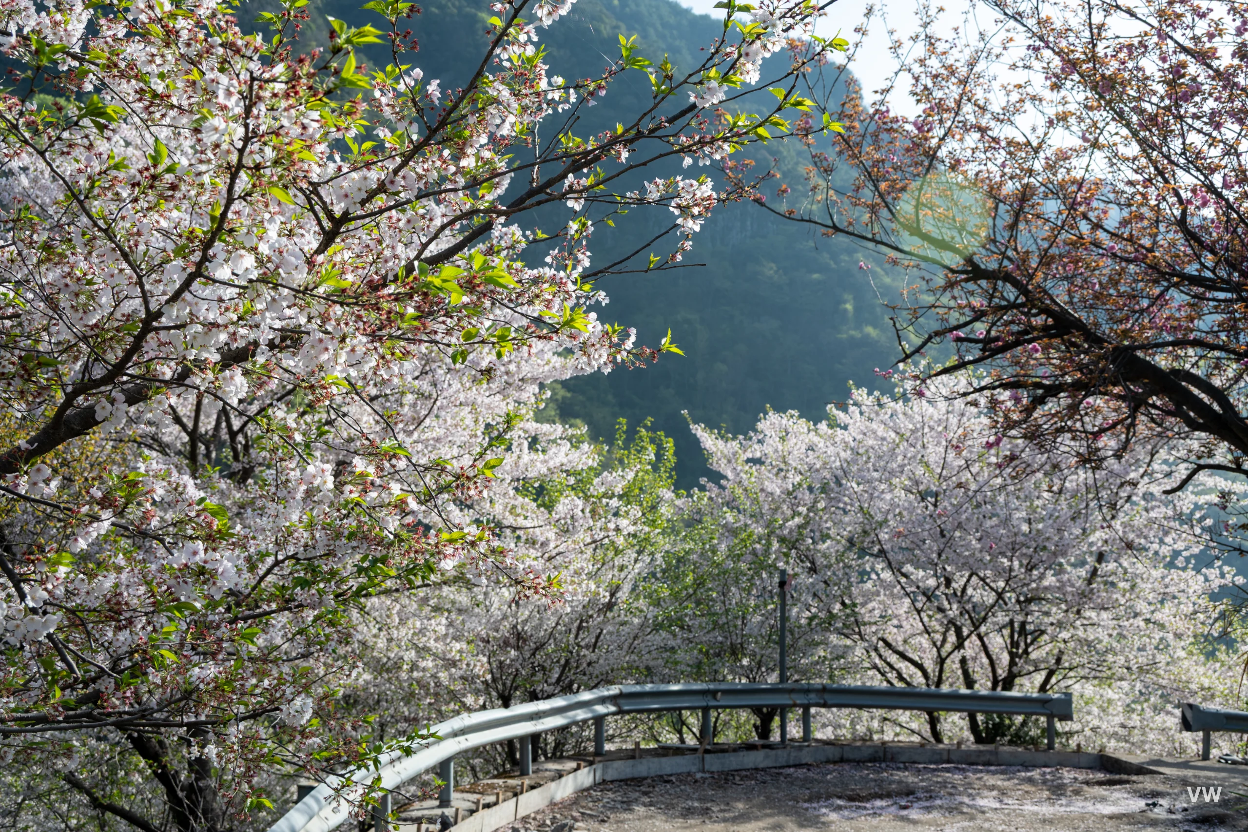 公路樱花