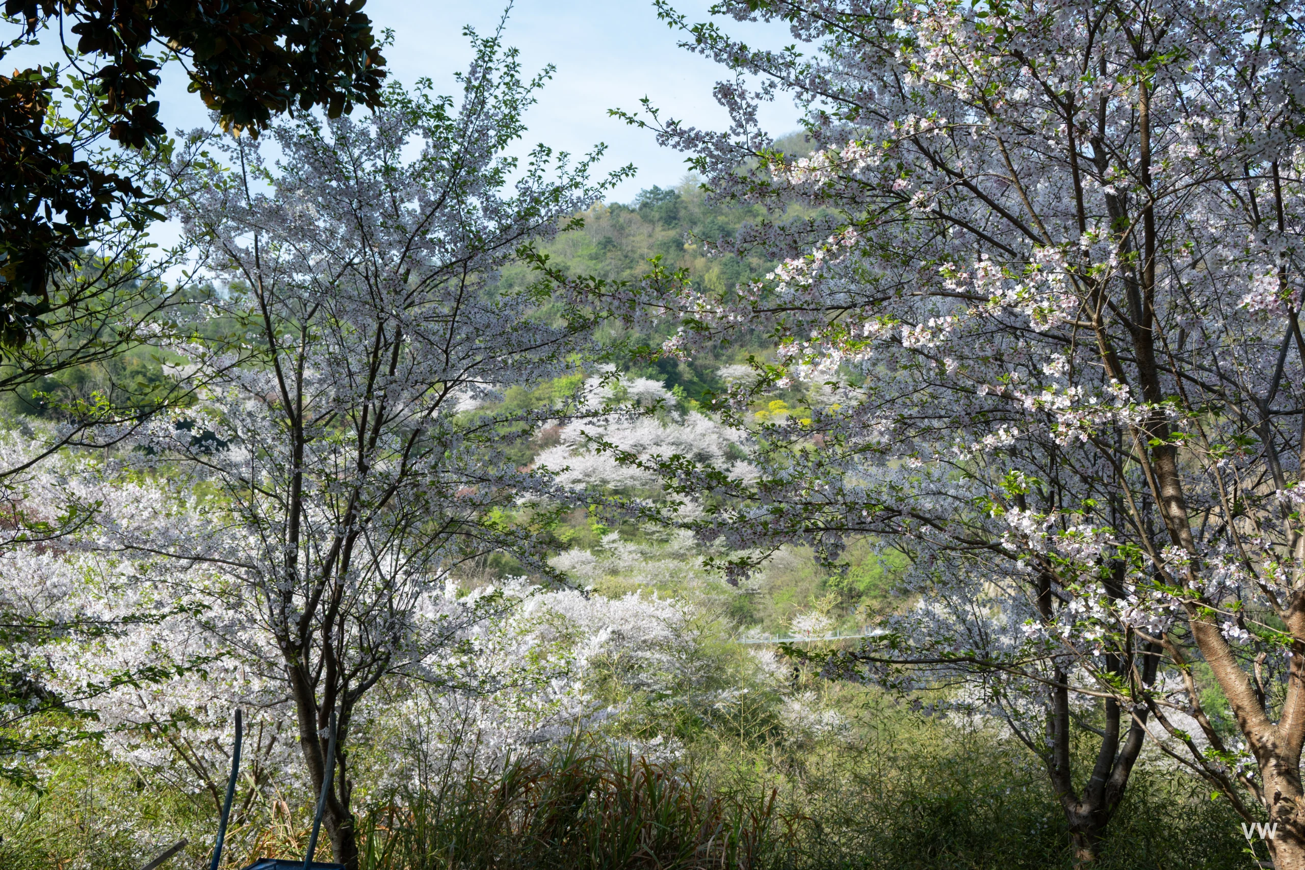 樱花