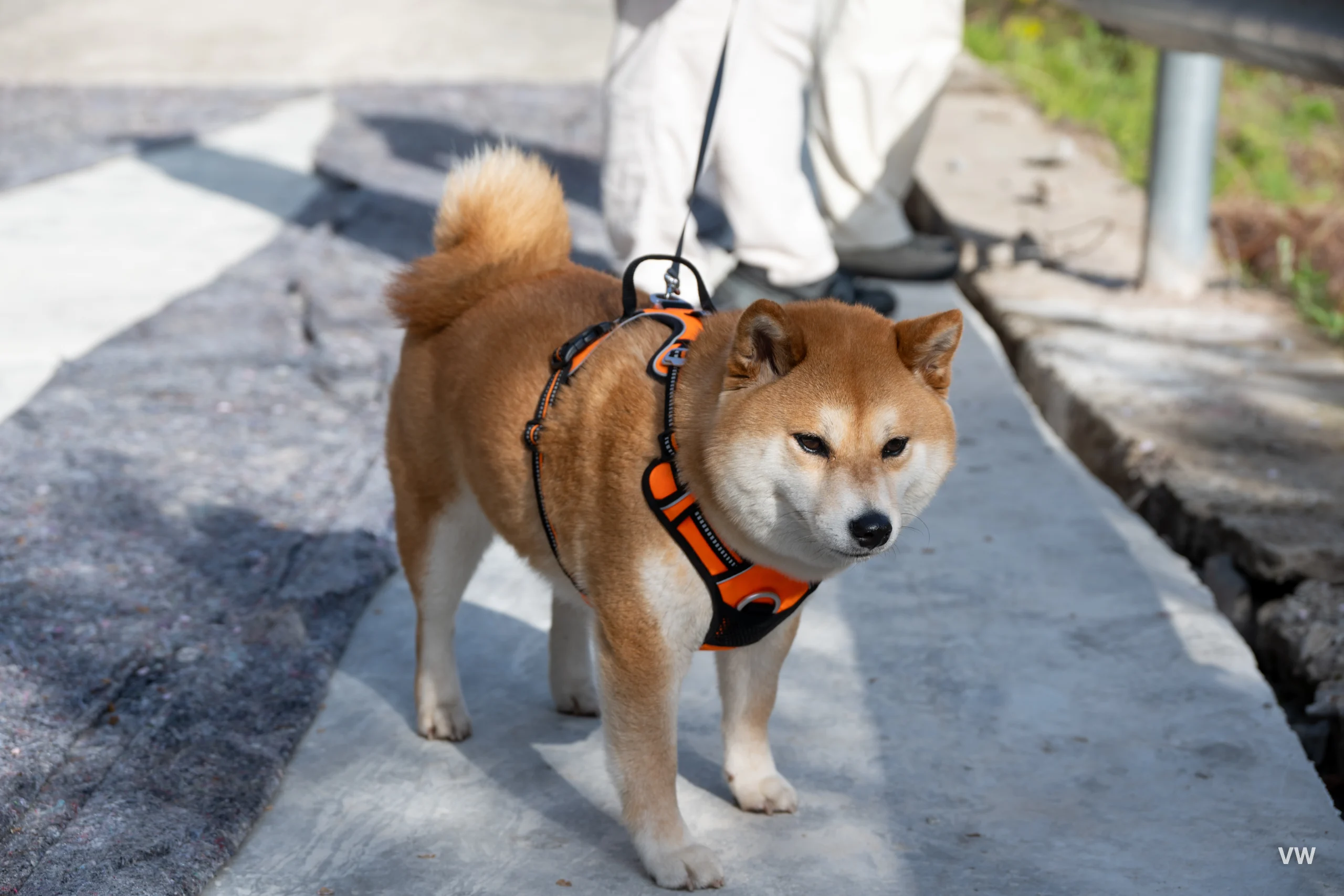 柴犬