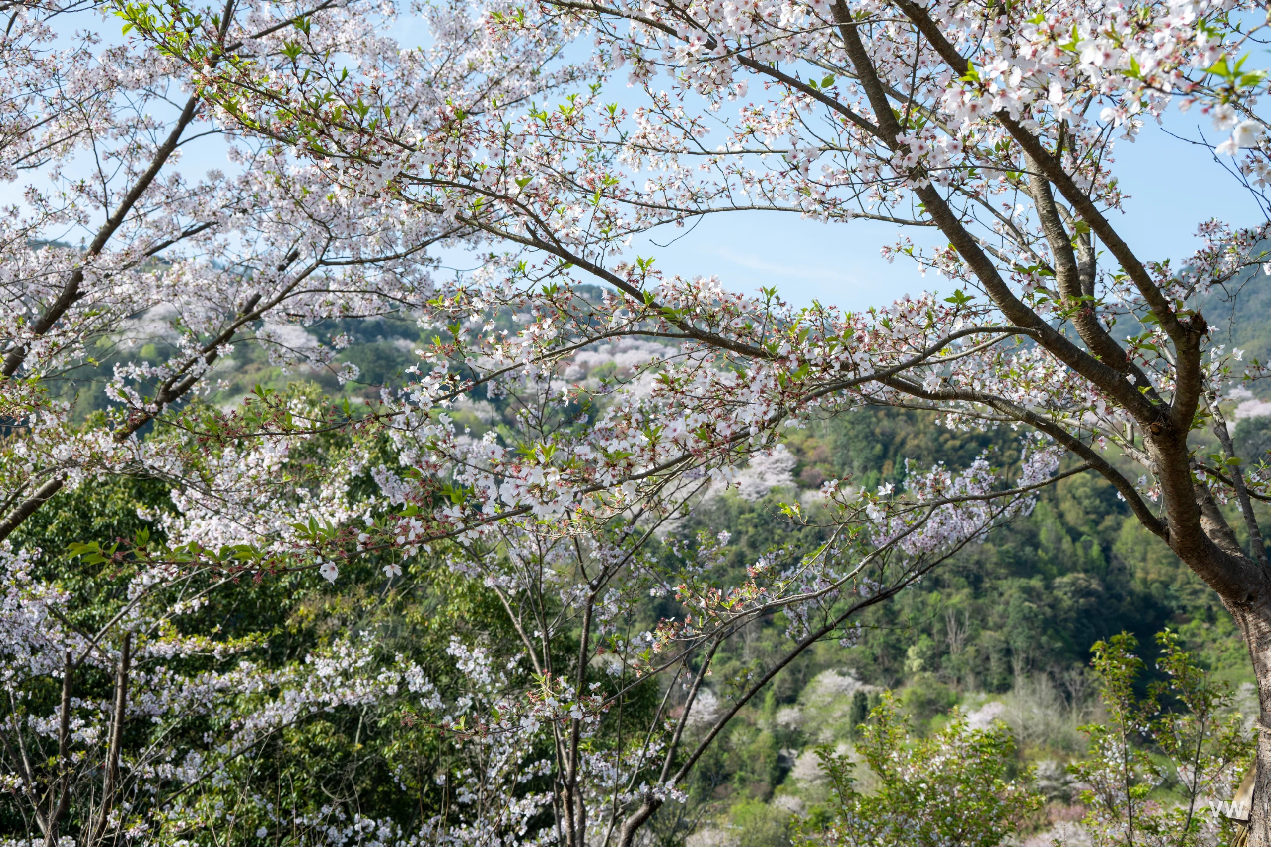 樱花