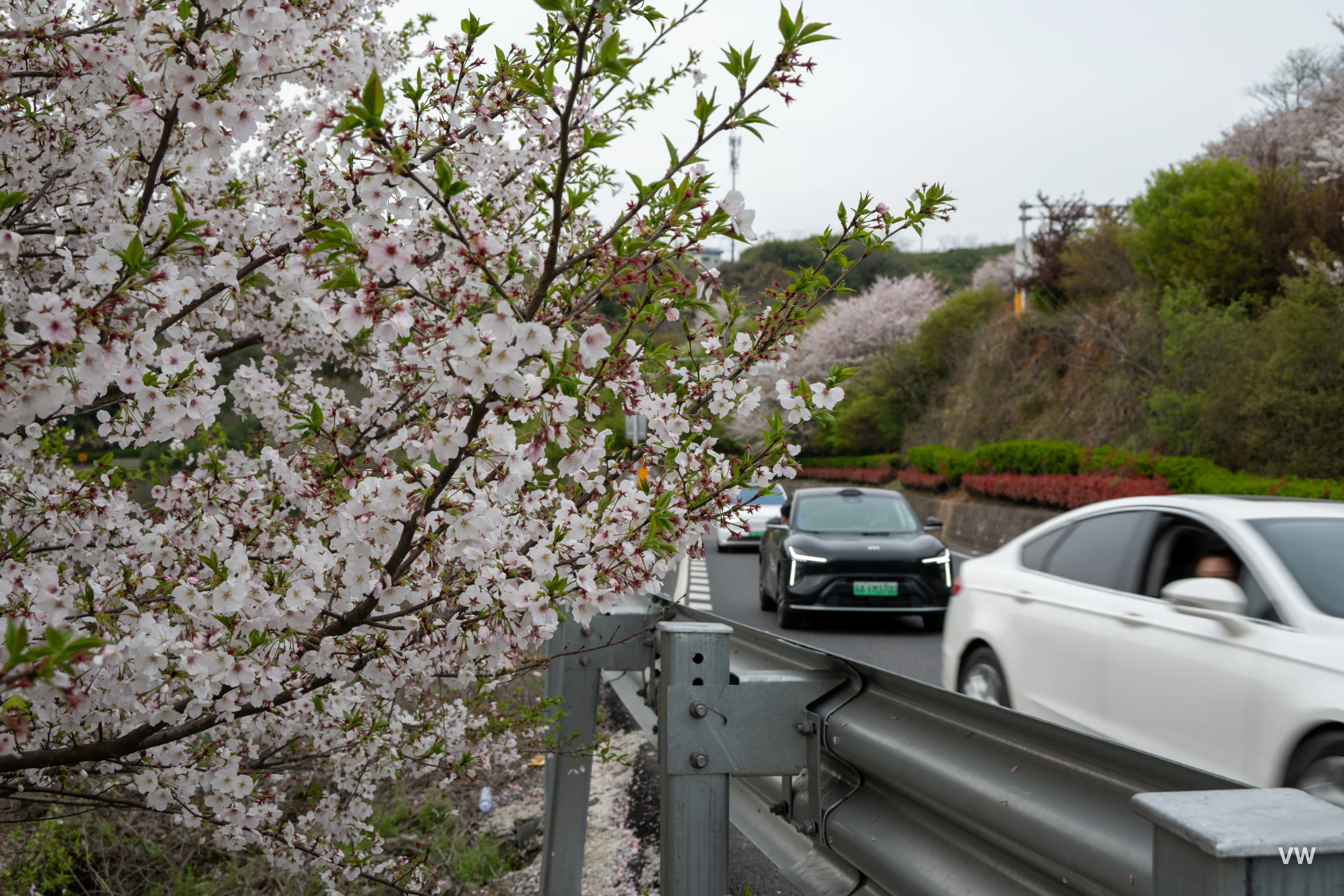 公路樱花