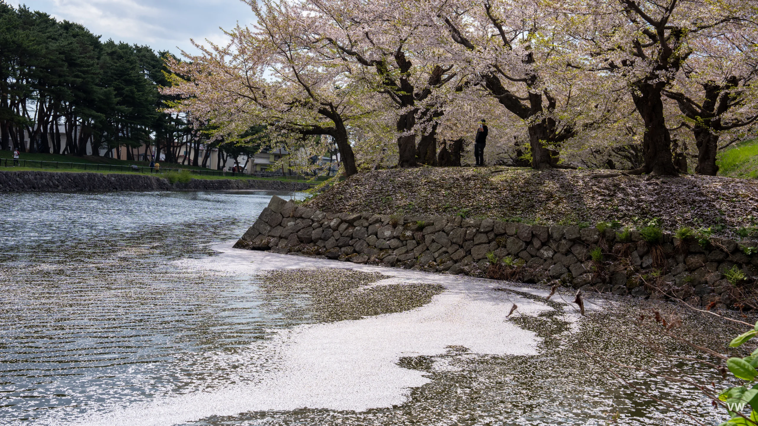 五陵郭公园 · 北海道之旅 · 第 11 张照片
