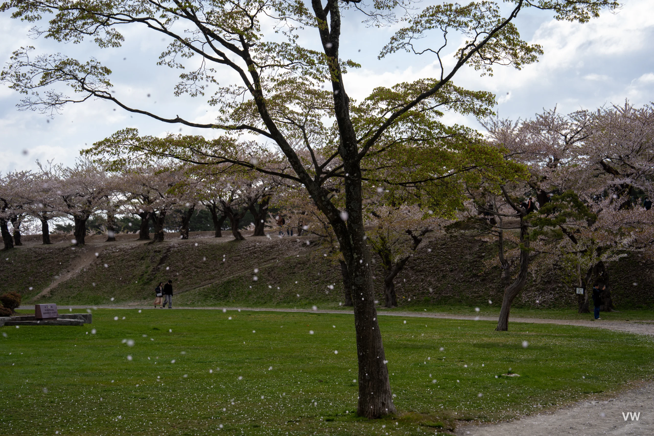 樱吹雪